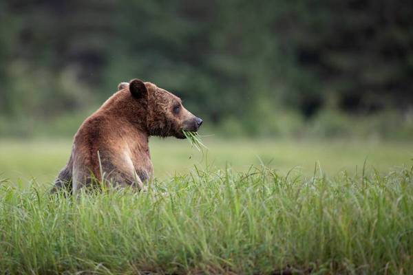Bear Cub - Prince Rupert - Doets Reizen - Northern BC Tourism - Brandon Broderick