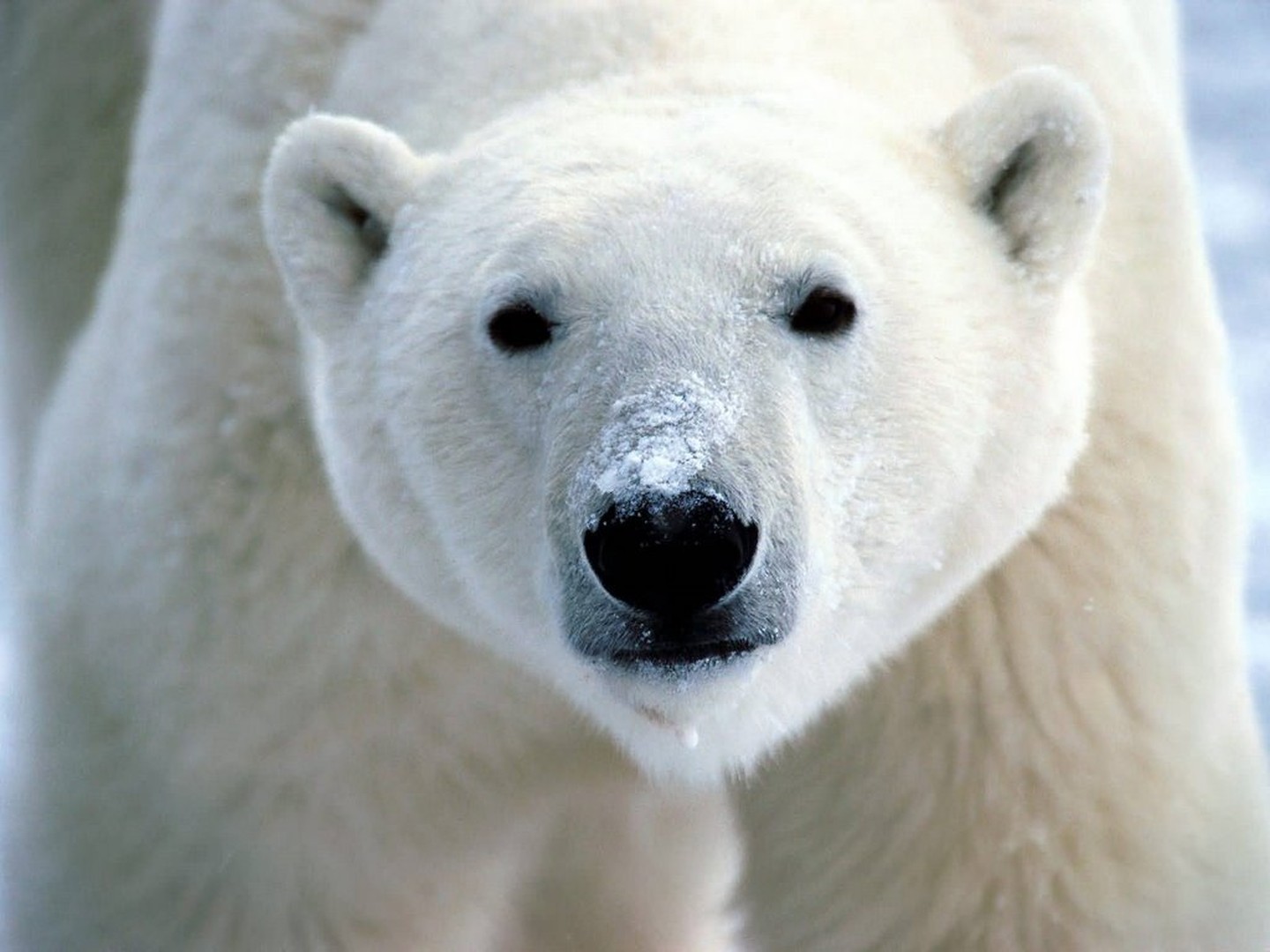 IJsbeer Churchill - Manitoba - Canada - Doets Reizen