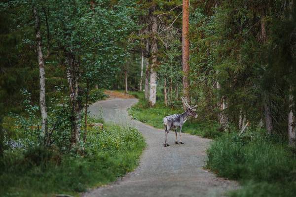 Levi Lapland - Doets Reizen - Vakantie Finland - Credits VisitFinland