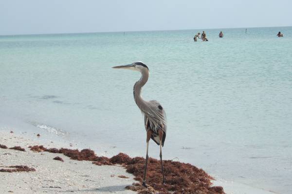 Clearwater Beach - Florida - Doets Reizen
