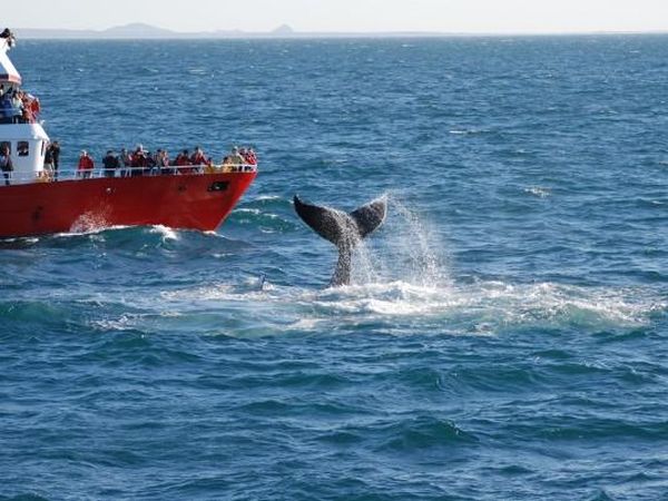 Reykjavik Whale Watching - IJsland - Doets Reizen