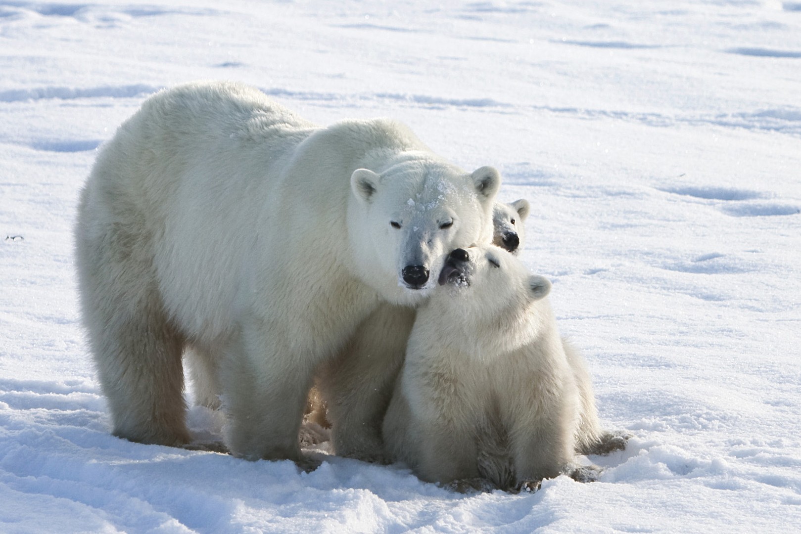IJsbeer Churchill - Manitoba - Canada - Doets Reizen