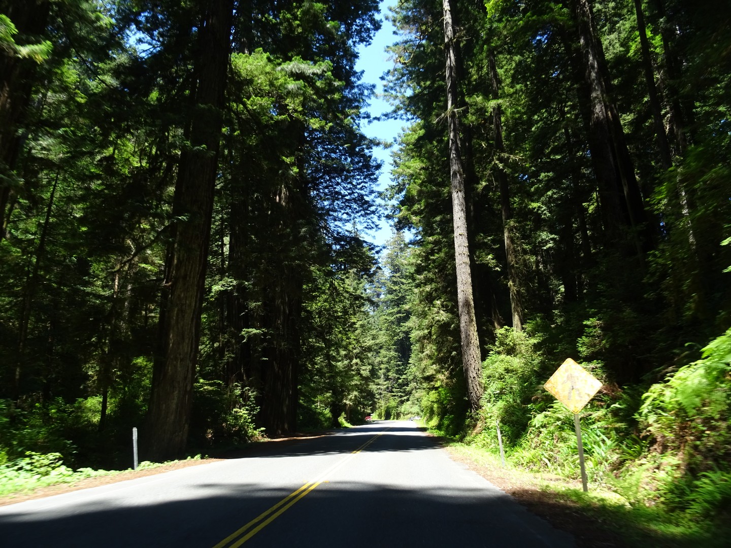 Redwood National Park - California - Amerika - Doets Reizen