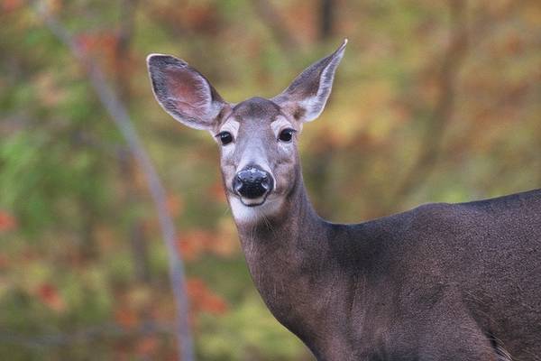 Indian Summer - Mont Tremblanc - Quebec - Canada - Doets Reizen