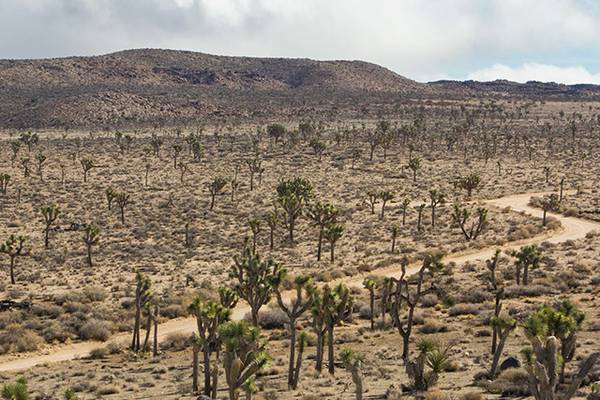 Joshua Tree National Park - California - Amerika - Doets Reizen