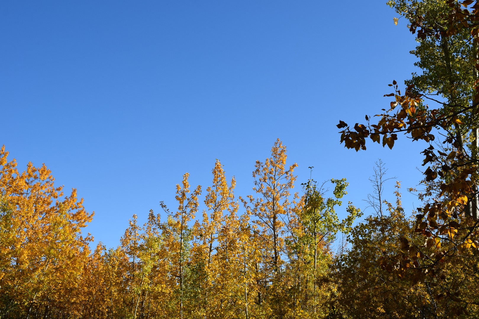 Kathleen Lake - King's Throne Hike - Haines Junction - Yukon - Canada - Doets Reizen