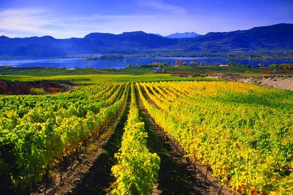 Mission Hill Family Estate - Kelowna - Okanagan Valley - British Columbia - Canada - Doets Reizen