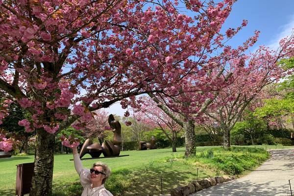 Bloesem Japan - Doets Reizen