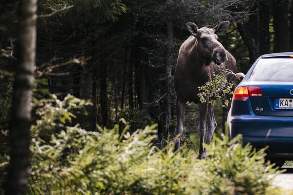 Moose Safari Småland - Doets Reizen - Vakantie in Zweden - Credits Visit Sweden