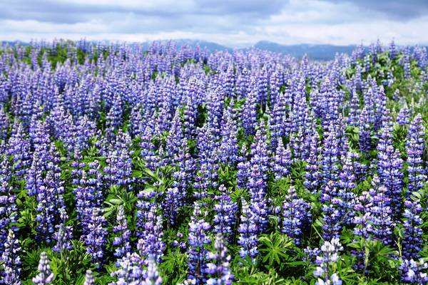 IJsland Rondreis - Doets Reizen - IJsland Vakantie