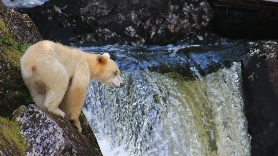 Spirit Bear - Great Bear Rainforest - British Columbia - Canada - Doets Reizen