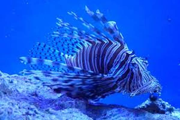 John Pennekamp Reef State Park - The Keys - Florida - Doets Reizen
