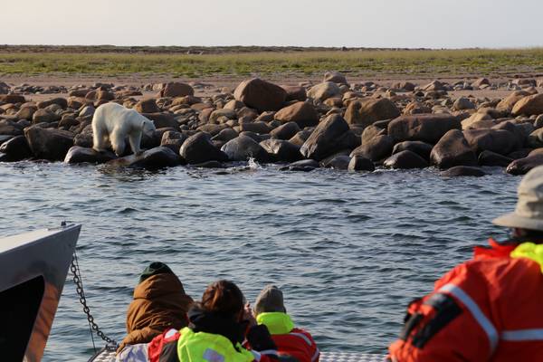 IJsbeer Churchill - Manitoba - Canada - Doets Reizen