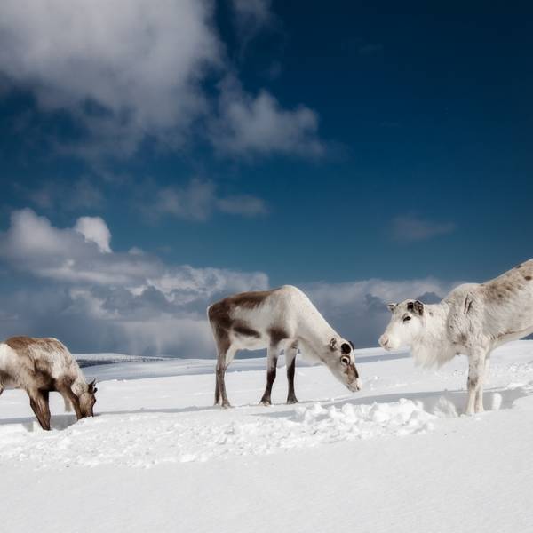 Ivalo - Doets Reizen - Vakantie Finland - Credits VisitFinland