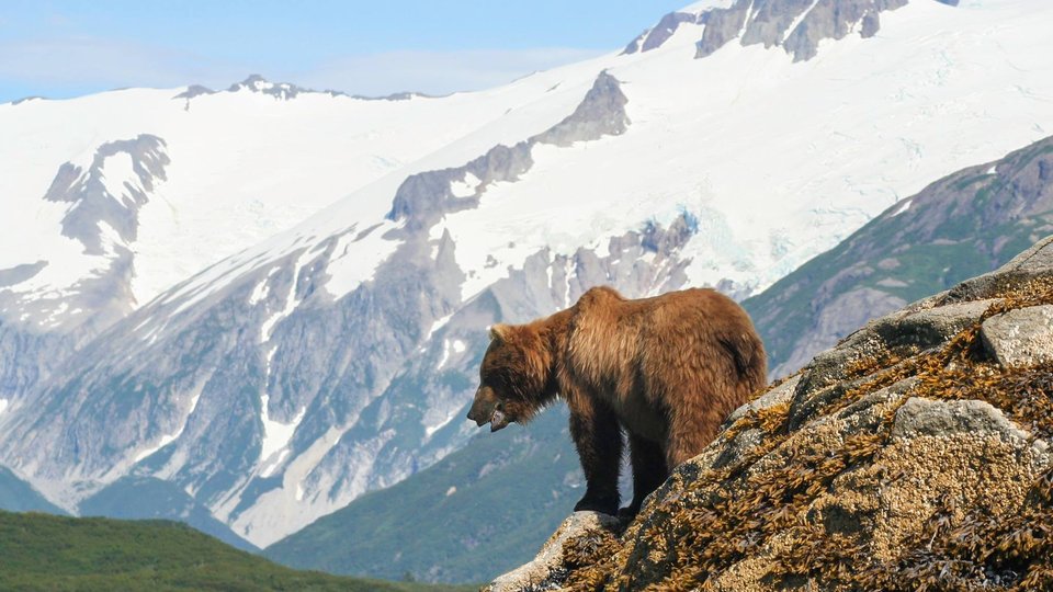 Wildlife Denali National Park - Alaska - Doets Reizen