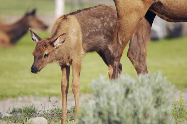 Wildlife - Yellowstone National Park - Wyoming - Doets Reizen
