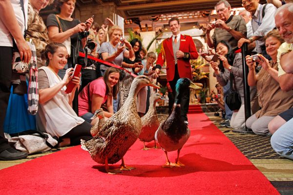 Peabody Hotel - Memphis - Tennessee - Amerika - Doets Reizen