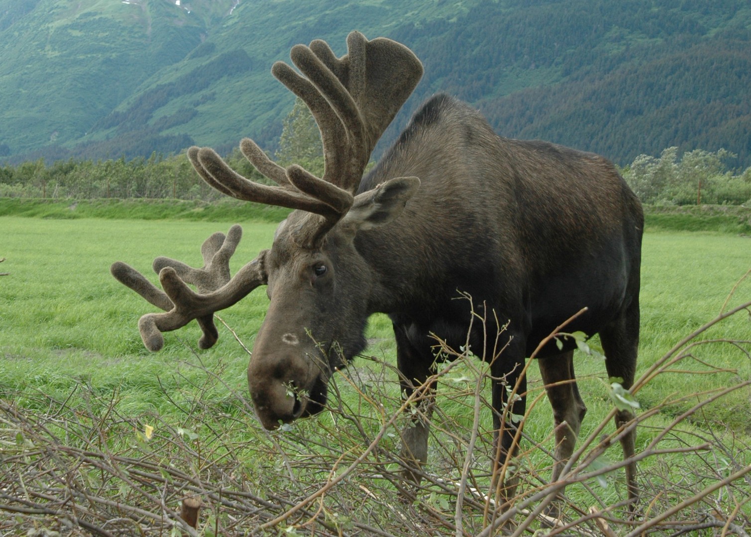 Wildlife Denali National Park - Alaska - Doets Reizen