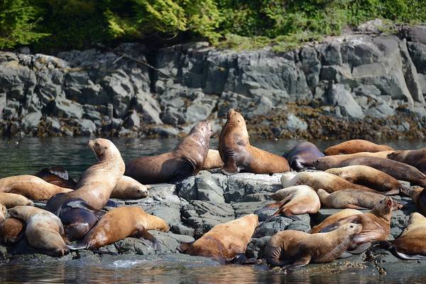 Spirit Bear Lodge - Great Bear Rainforest - Canada - Doets Reizen