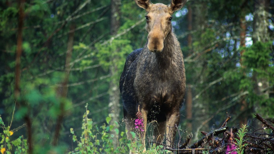 Zweden - Doets Reizen - Vakantie Zweden - Rondreis Zweden