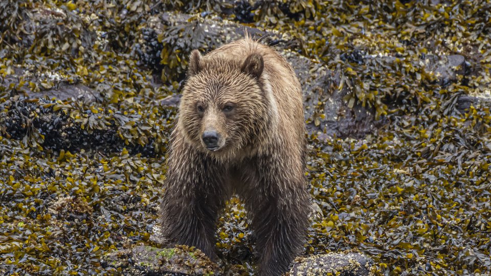 Grizzly Bears & First Nations Day Tour - Vancouver Island - British Columbia - Canada - Doets Reizen - PC Micheal Mracek