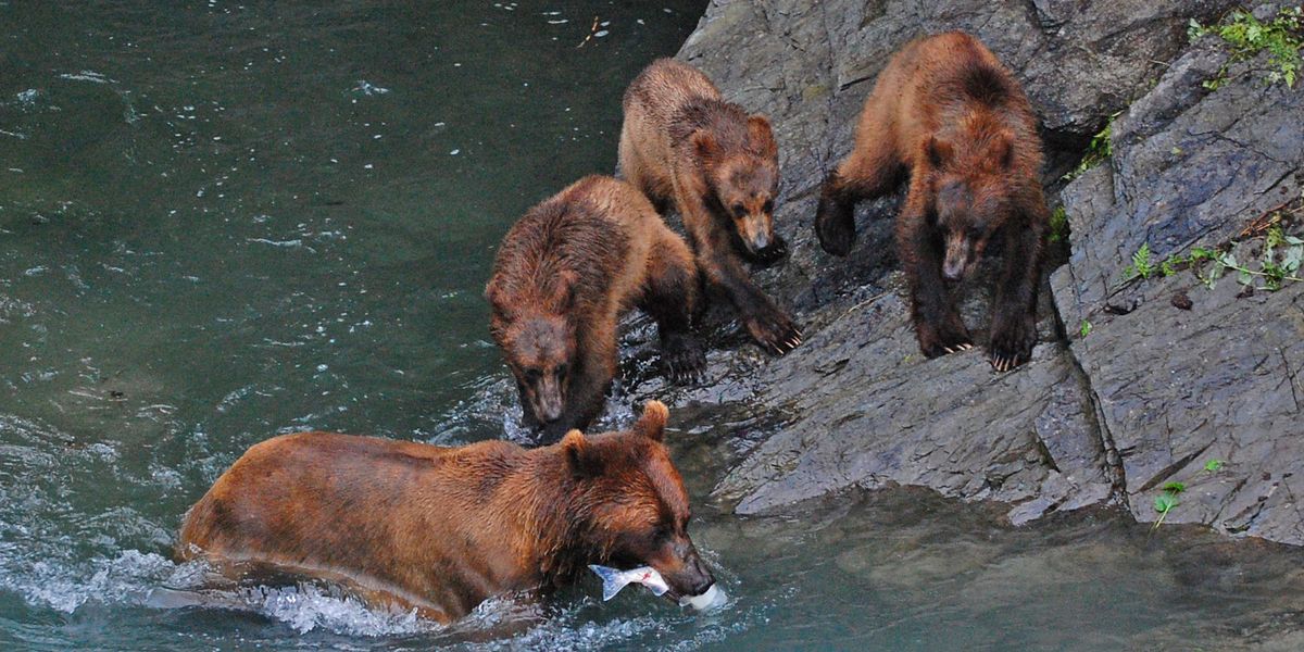 Wildlife Katmai National Park - Alaska - Doets Reizen