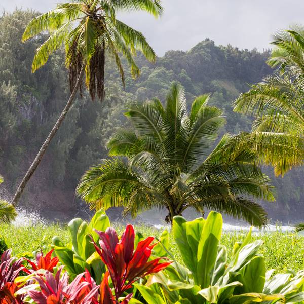 Flora en Fauna op Hawaii