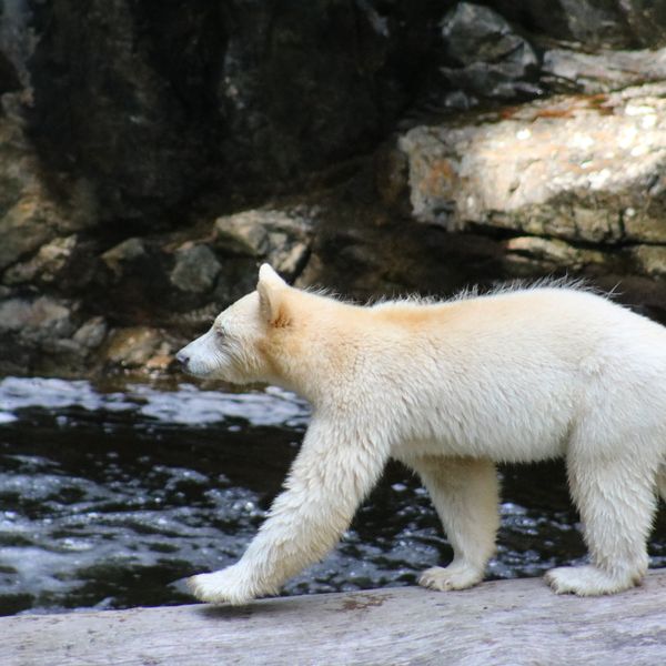 Spirit Bear Lodge - Great Bear Rainforest - British Columbia - Canada - Doets Reizen