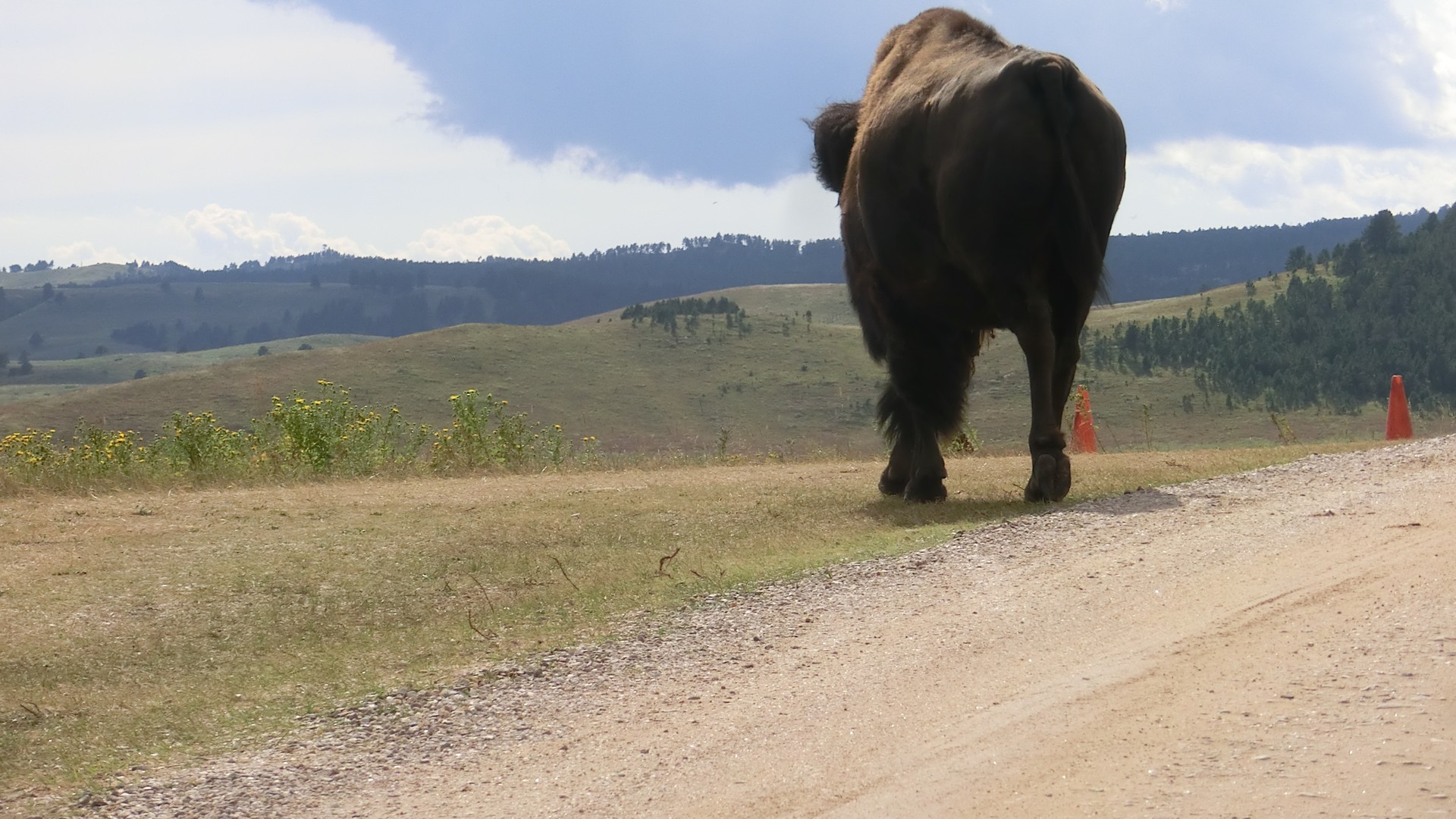 Custer State Park - South Dakota - Amerika - Doets Reizen