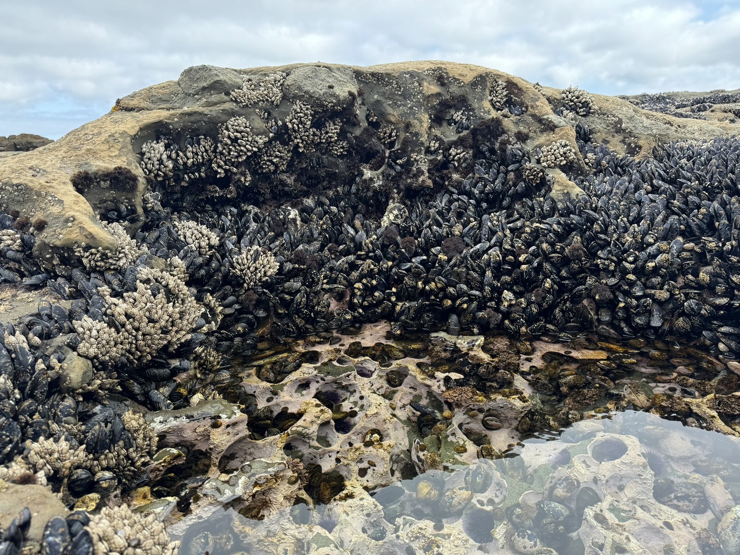 Port Renfrew - Botanical Beach - Vancouver Island - Canada - Doets Reizen