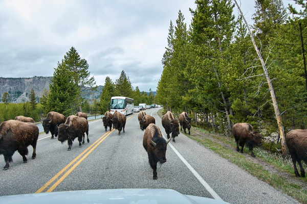 Bizons - Yellowstone National Park - Wyoming - Doets Reizen
