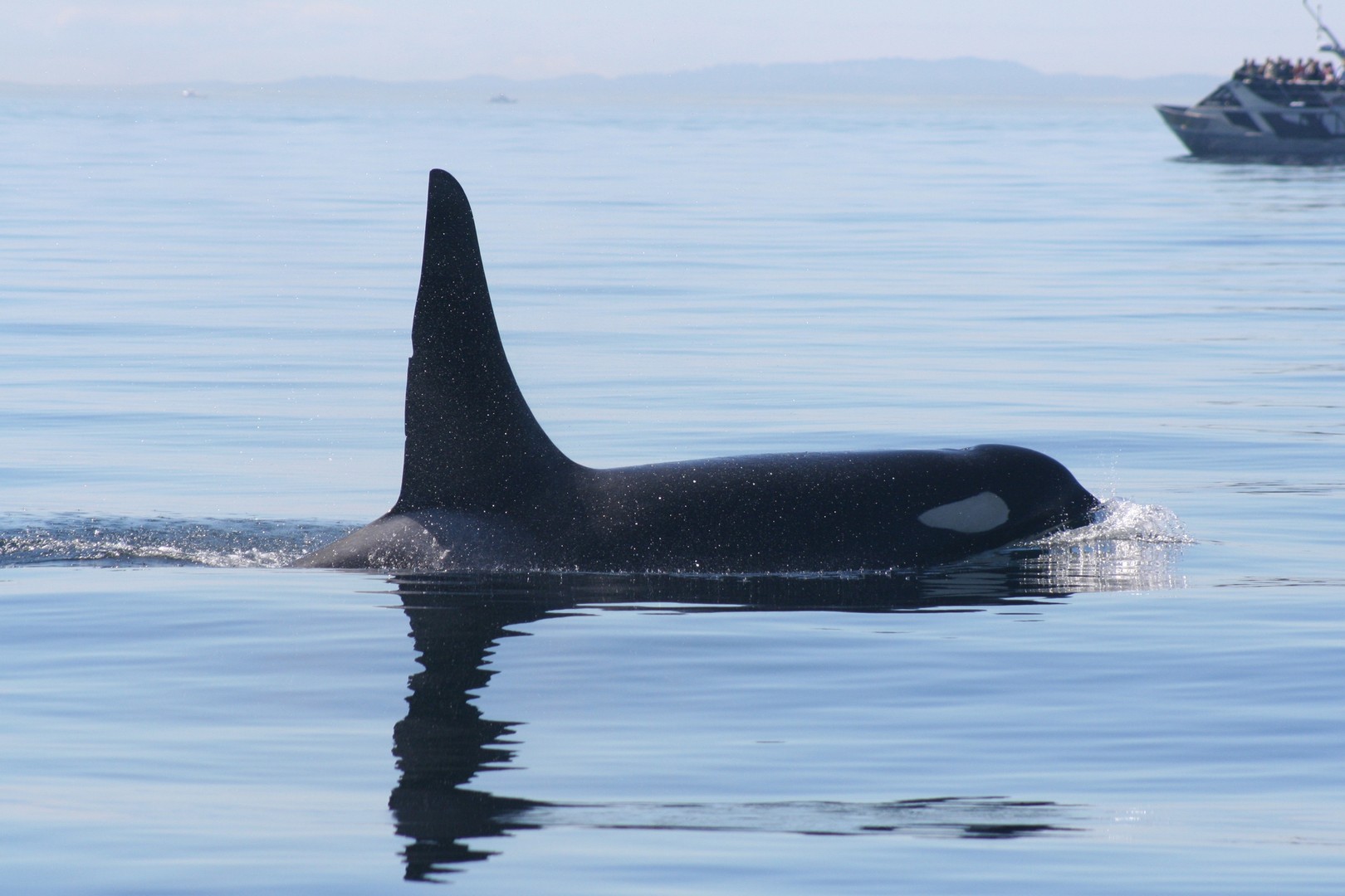 Orka's spotten Victoria - Vancouver Island - British Columbia - Canada - Doets Reizen