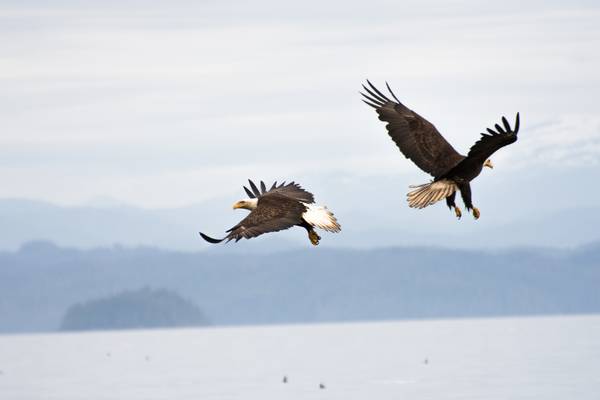 Spirit Bear Lodge - Great Bear Rainforest - Canada - Doets Reizen