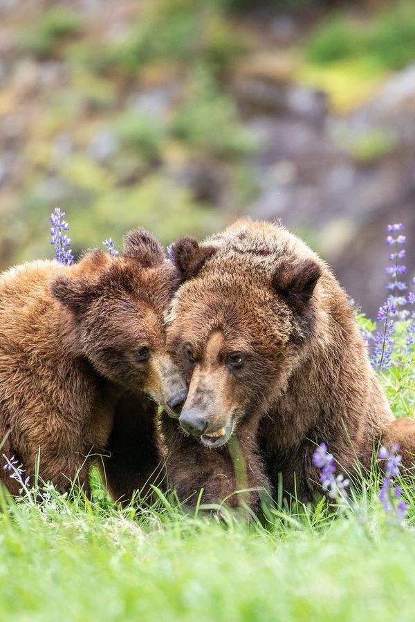 Spirit Bear Lodge - Great Bear Rainforest - British Columbia - Canada - Doets Reizen