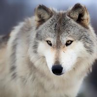 Jeremy Metselaar - Wolf