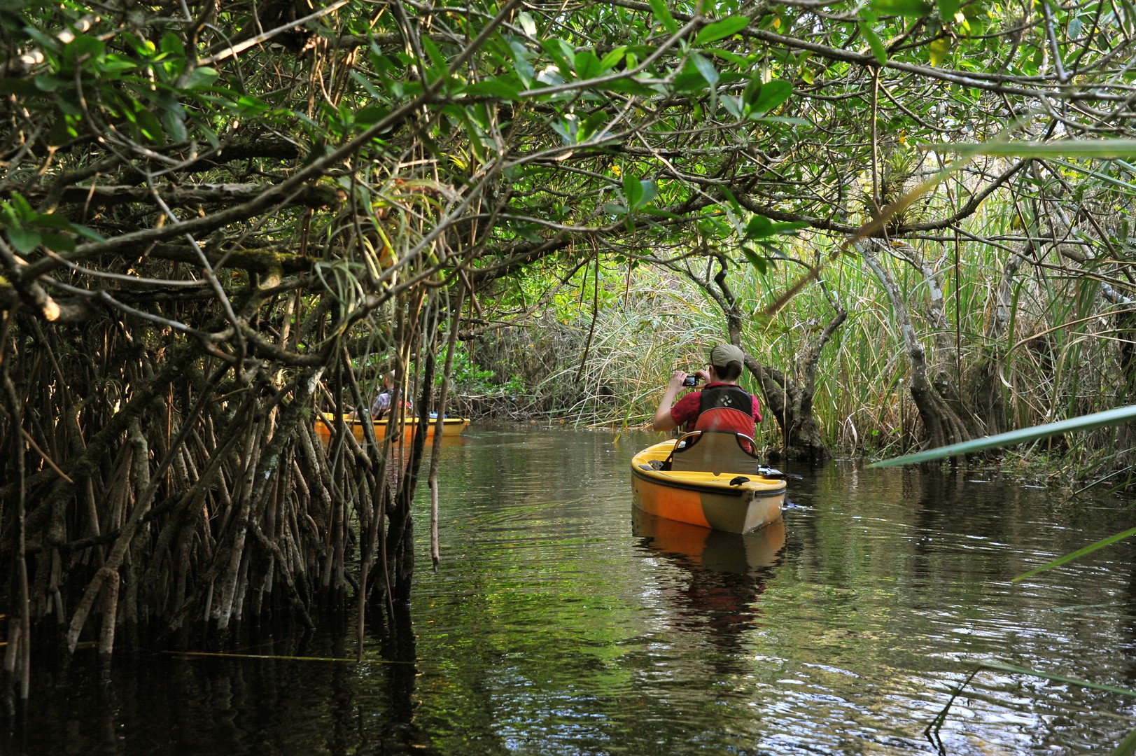Mangrove Tunnel Tour - Everglades National Park - Florida - Doets Reizen