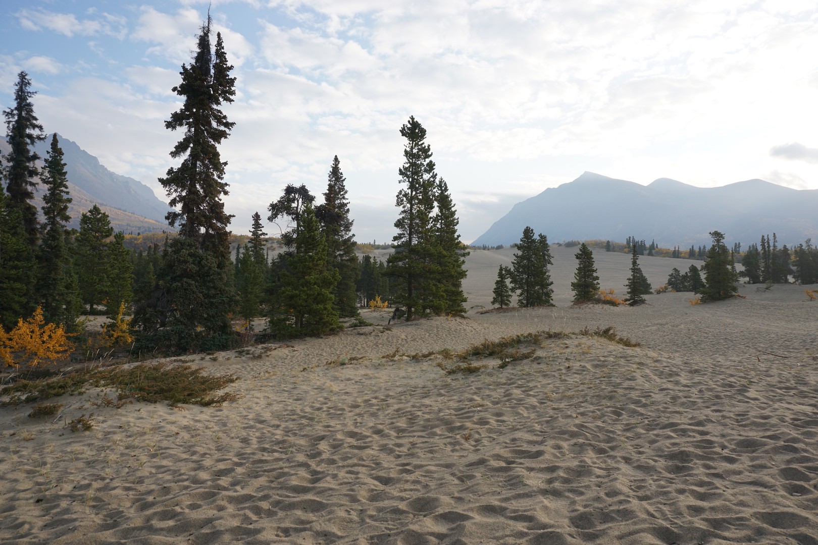 Carcross Desert - Yukon - Canada - Doets Reizen