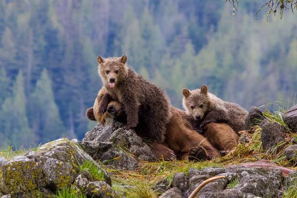 Tide Rip Tours - Telegraph Cove - Vancouver Island - British Columbia - Canada - Doets Reizen
