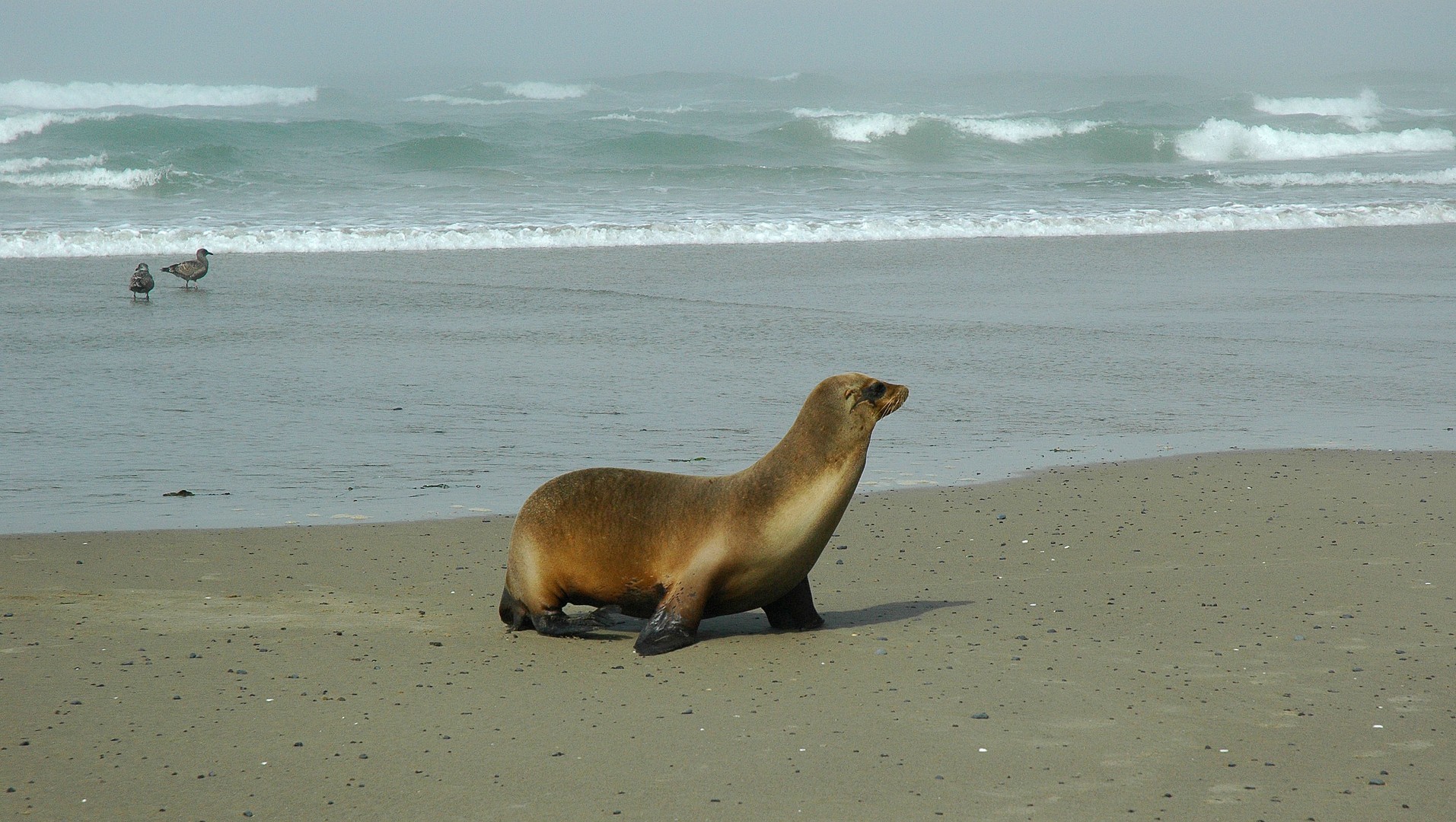 Oregon Coast - Oregon - Doets Reizen