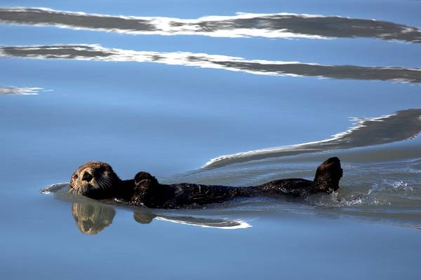 Kenai Fjords National Park - Alaska - Doets Reizen