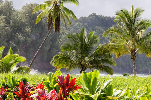 Flora en Fauna op Hawaii