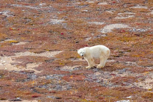 IJsbeer - Manitoba - Canada - Doets Reizen