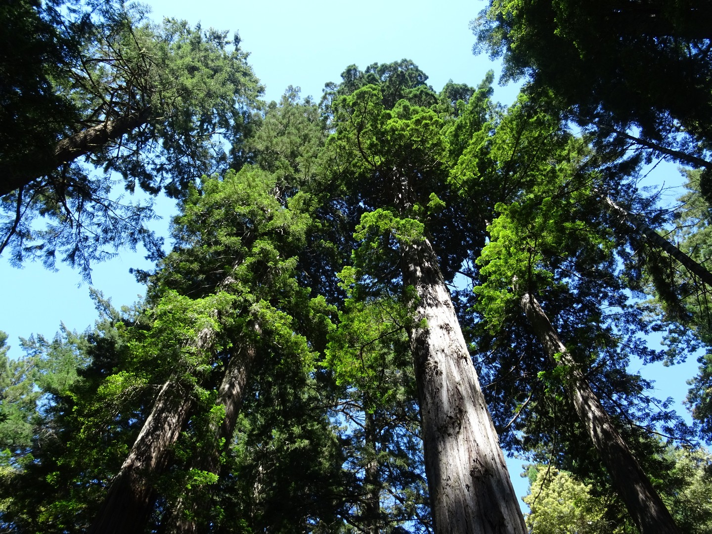 Redwood National Park - California - Amerika - Doets Reizen