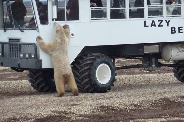IJsbeer Churchill - Manitoba - Canada - Doets Reizen