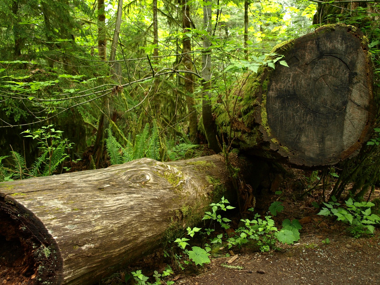 McMIllan Provinciale Park - Cathedral Grove -Vancouver Island - British Columbia - Canada - Doets Reizen