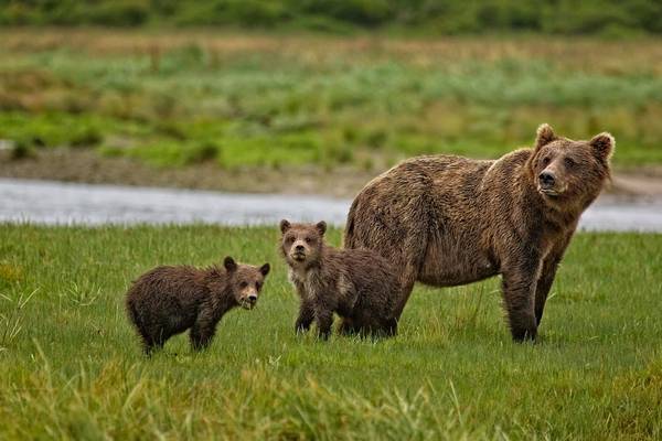 Katmai Wilderness Lodge - Vakantie Alaska - Doets Reizen - Credits to All Alaska Tours and Katmai Wilderness Lodge