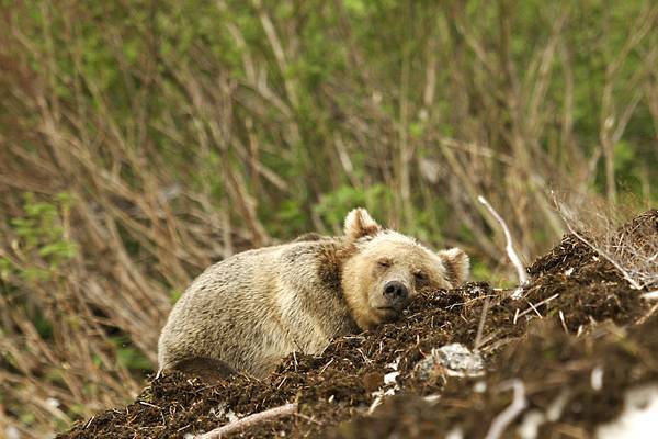 Spirit Bear Lodge - Great Bear Rainforest - British Columbia - Canada - Doets Reizen