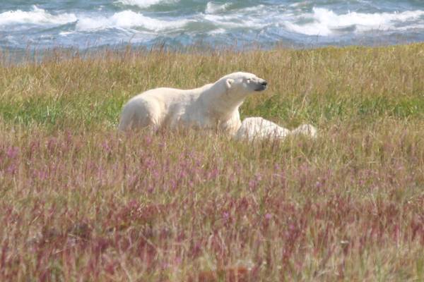 IJsbeer Churchill - Manitoba - Canada - Doets Reizen