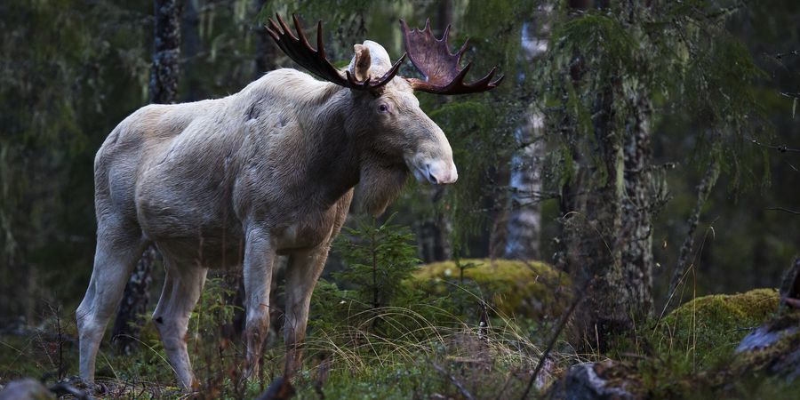 Zweden - Doets Reizen - Vakantie Zweden - Rondreis Zweden