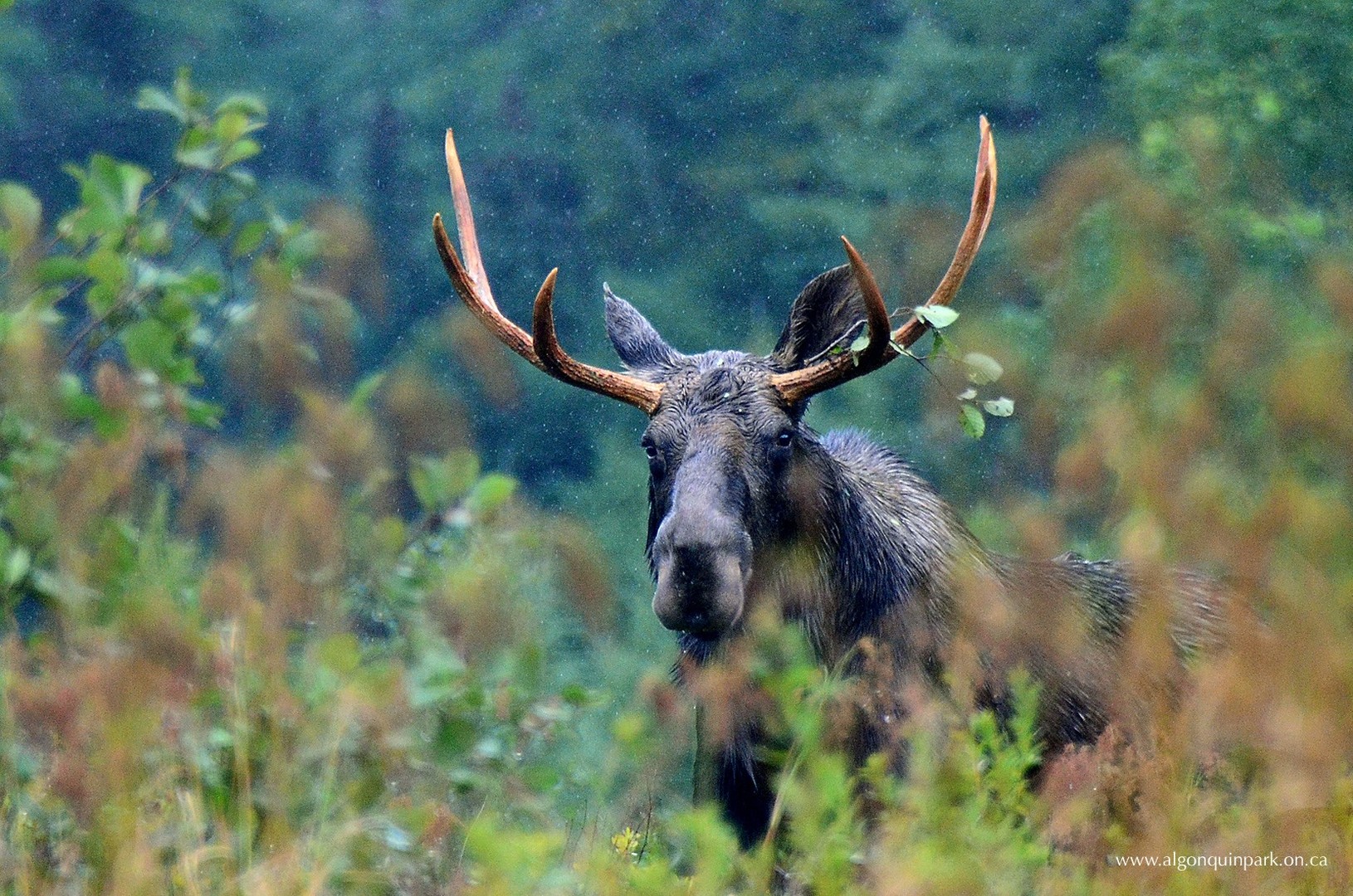 Algonquin Provincial Park - Ontario - Canada - Doets Reizen